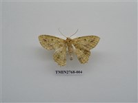 藏品(尺蛾338)的圖片